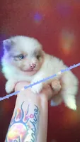 Lavender Merle Tri, a male Pomeranian for sale in Albany, OR – 1 of 3