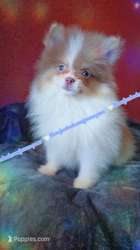 Lavender Tri – Pomeranian puppy for sale in Albany, OR