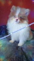 Lavender Tri, a male Pomeranian for sale in Albany, OR – 1 of 9