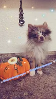 S'more, a female Pomeranian for sale in Albany, OR – 6 of 6