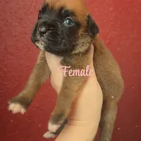 Vixen, a female Boxer for sale in Albany, OR – Photo 5 of 7