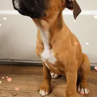 Vixen, a female Boxer for sale in Albany, OR – Photo 6 of 7