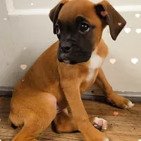 Vixen, a female Boxer for sale in Albany, OR – Photo 4 of 7