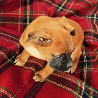 Vixen, a female Boxer for sale in Albany, OR – Photo 3 of 7