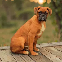 Vixen, a female Boxer for sale in Albany, OR – Photo 1 of 7