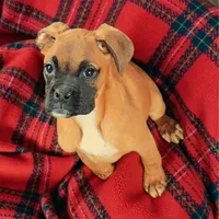 Vixen, a female Boxer for sale in Albany, OR – Photo 2 of 7