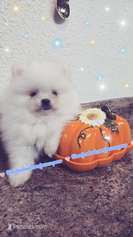 Luxe - AKC Champion Imported Bloodlines – Pomeranian puppy for sale in Albany, OR