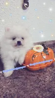 Luxe - AKC Champion Imported Bloodlines, a male Pomeranian for sale in Albany, OR – 1 of 10