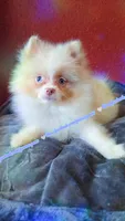 Lavender Merle, a male Pomeranian for sale in Albany, OR – 4 of 9