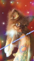 Chocolate and Tan, a male Pomeranian for sale in Albany, OR – 5 of 6