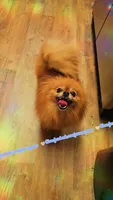 Kiwi 🥝, a female Pomeranian for sale in Albany, OR – 3 of 4