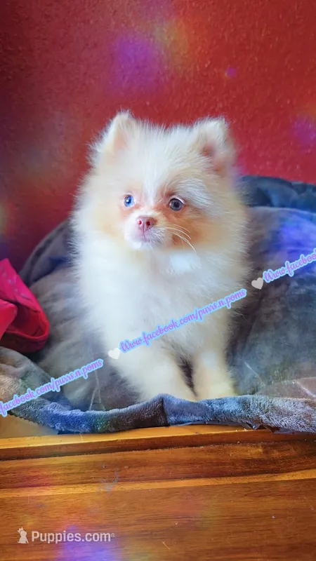 Lavender Merle – Pomeranian puppy for sale in Albany, OR