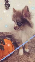 S'more, a female Pomeranian for sale in Albany, OR – 5 of 6