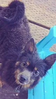 Blue and Tan *spayed*, a female Pomeranian for sale in Albany, OR – 4 of 6