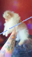 Lavender Tri, a male Pomeranian for sale in Albany, OR – 5 of 9