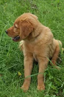 Kash, a male Golden Retriever for sale in Rushville, NY – 5 of 5
