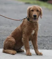 Leo, a male Golden Retriever for sale in Rushville, NY – 4 of 4