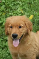 Kash, a male Golden Retriever for sale in Rushville, NY – 3 of 5