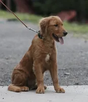 Leo, a male Golden Retriever for sale in Rushville, NY – 2 of 4