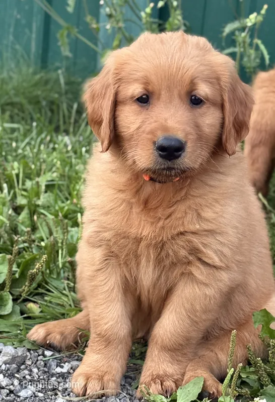Axle – Golden Retriever puppy for sale in Rushville, NY