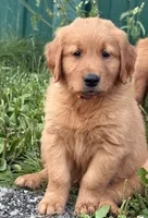 Axle, a male Golden Retriever for sale in Rushville, NY – 1 of 4