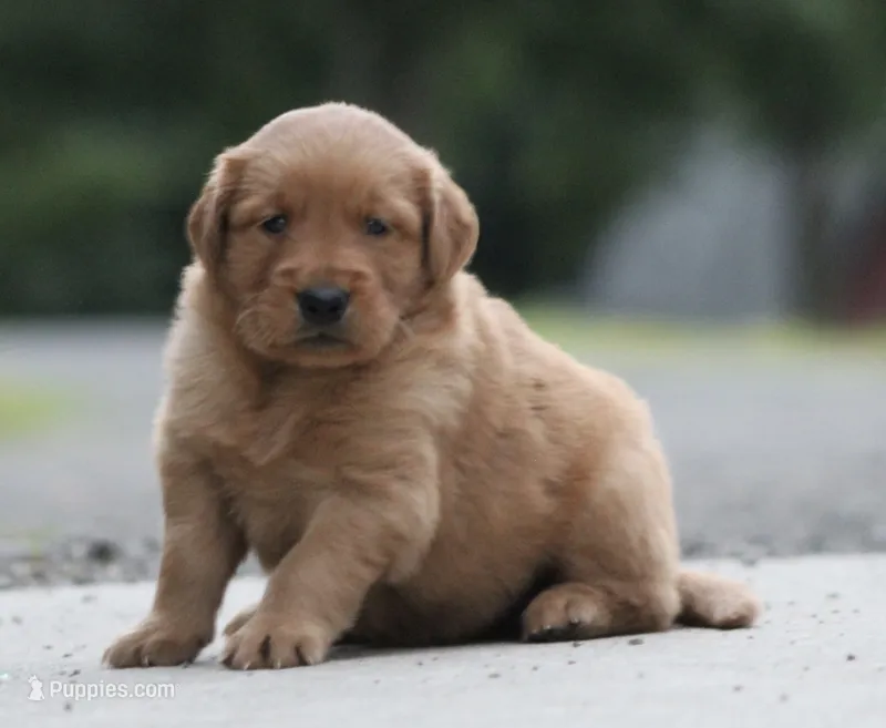 Reece – Golden Retriever puppy for sale in Rushville, NY