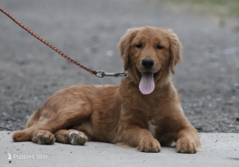 Leo – Golden Retriever puppy for sale in Rushville, NY
