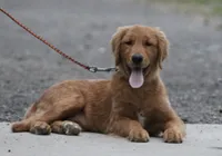 Leo, a male Golden Retriever for sale in Rushville, NY – 1 of 4