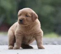 Reece, a male Golden Retriever for sale in Rushville, NY – 2 of 5