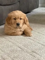 Kingston, a male Golden Retriever for sale in Rushville, NY – 2 of 5