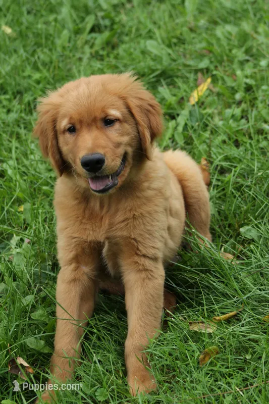 Kash – Golden Retriever puppy for sale in Rushville, NY