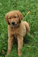 Kash, a male Golden Retriever for sale in Rushville, NY – 1 of 5