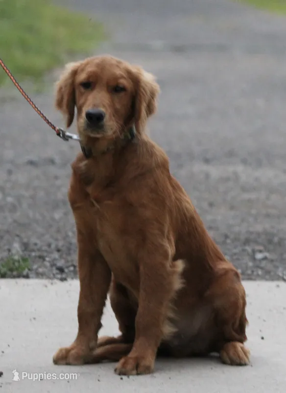 Jaxon – Golden Retriever puppy for sale in Rushville, NY