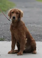 Jaxon, a male Golden Retriever for sale in Rushville, NY – 1 of 7