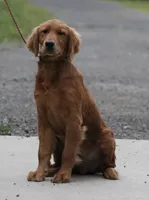 Jaxon, a male Golden Retriever for sale in Rushville, NY – 3 of 7