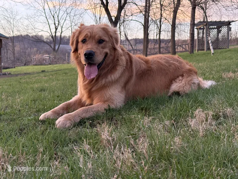 Tundra, a male Golden Retriever for sale in Rushville, NY – Photo 1 of 3