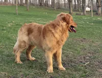 Tundra, a male Golden Retriever for sale in Rushville, NY – Photo 2 of 3