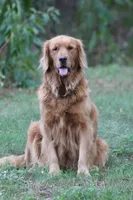 Jaxon, a male Golden Retriever for sale in Rushville, NY – 7 of 7