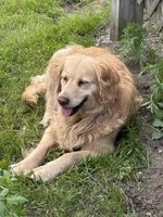 Kingston, a male Golden Retriever for sale in Rushville, NY – 5 of 5