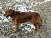 Jaxon, a male Golden Retriever for sale in Rushville, NY – 6 of 7