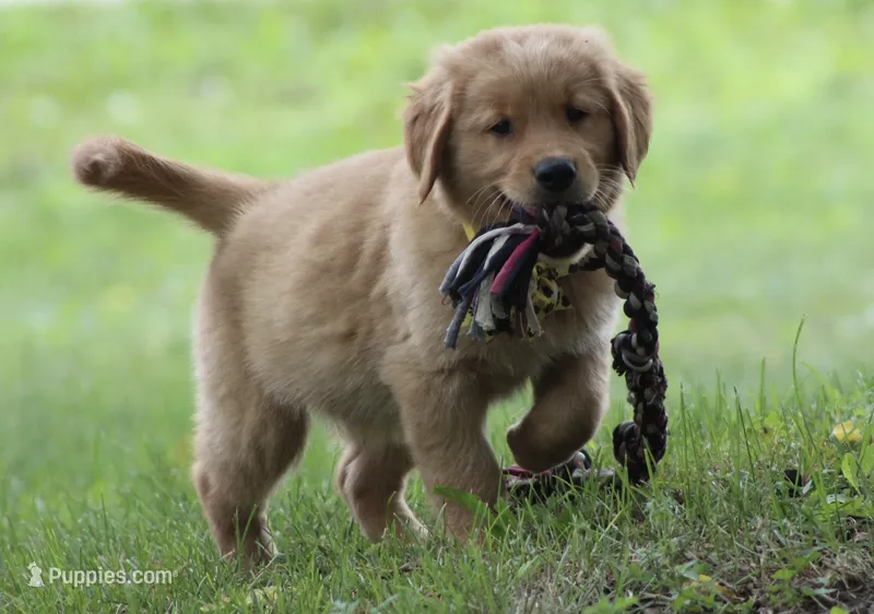Winston – Golden Retriever puppy for sale in Rushville, NY