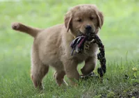 Winston, a male Golden Retriever for sale in Rushville, NY – 1 of 1