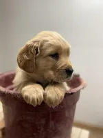 Champ, a male Golden Retriever for sale in Rushville, NY – Photo 3 of 6