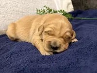 Champ, a male Golden Retriever for sale in Rushville, NY – Photo 4 of 6