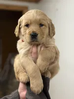 Champ, a male Golden Retriever for sale in Rushville, NY – Photo 1 of 6