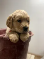 Champ, a male Golden Retriever for sale in Rushville, NY – Photo 2 of 6