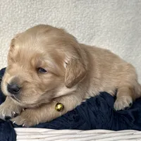 Hunter, a male Golden Retriever for sale in Rushville, NY – Photo 7 of 8