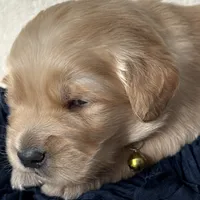 Hunter, a male Golden Retriever for sale in Rushville, NY – Photo 8 of 8