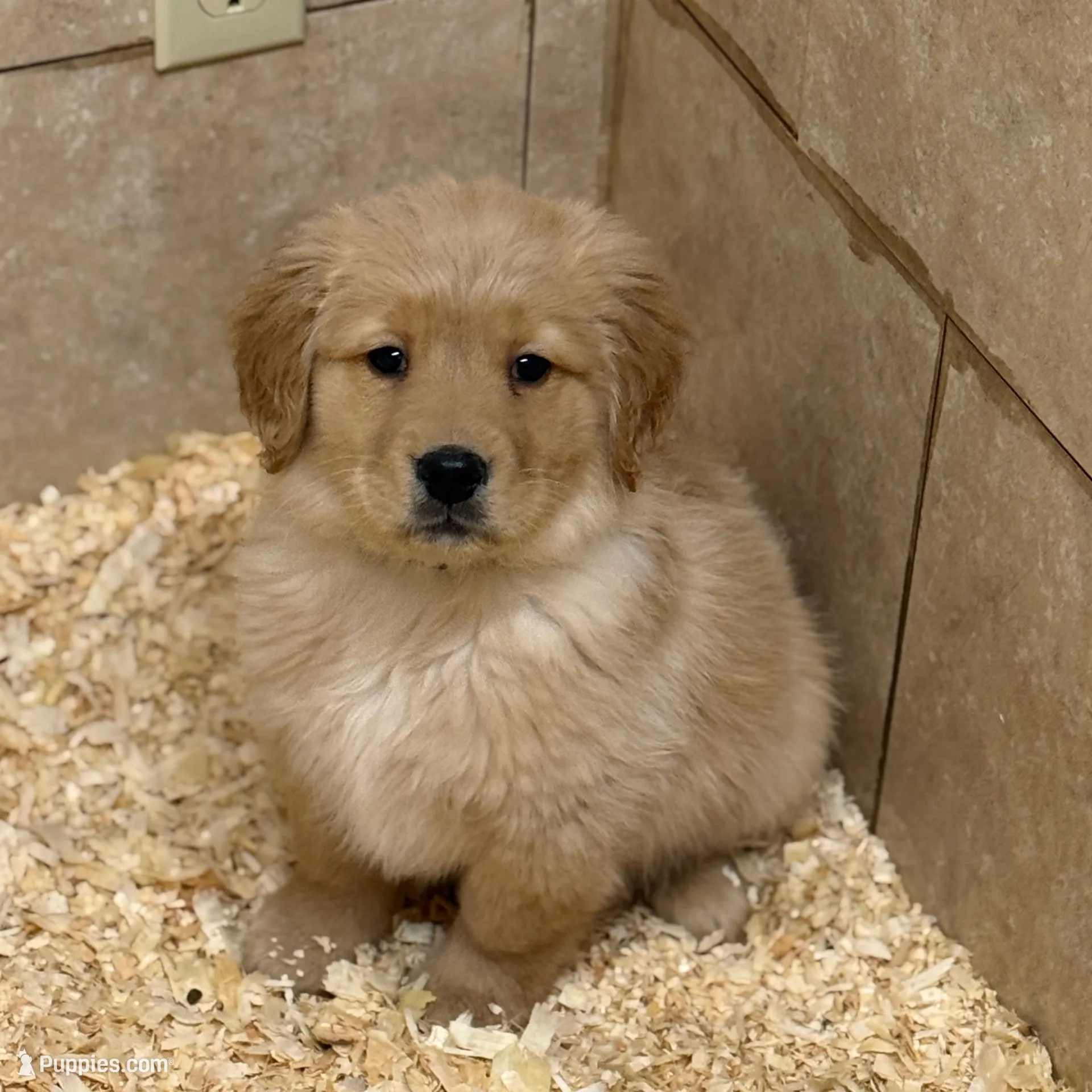 Hunter, a male Golden Retriever for sale in Rushville, NY – Photo 1 of 8