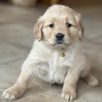 Hunter, a male Golden Retriever for sale in Rushville, NY – Photo 3 of 8